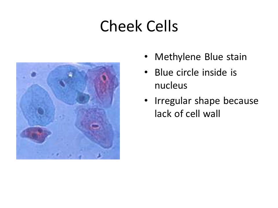 Cheek cell practical